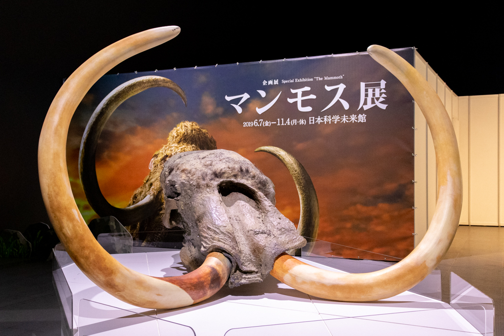 企画展『マンモス展—その「生命」は蘇るのか』