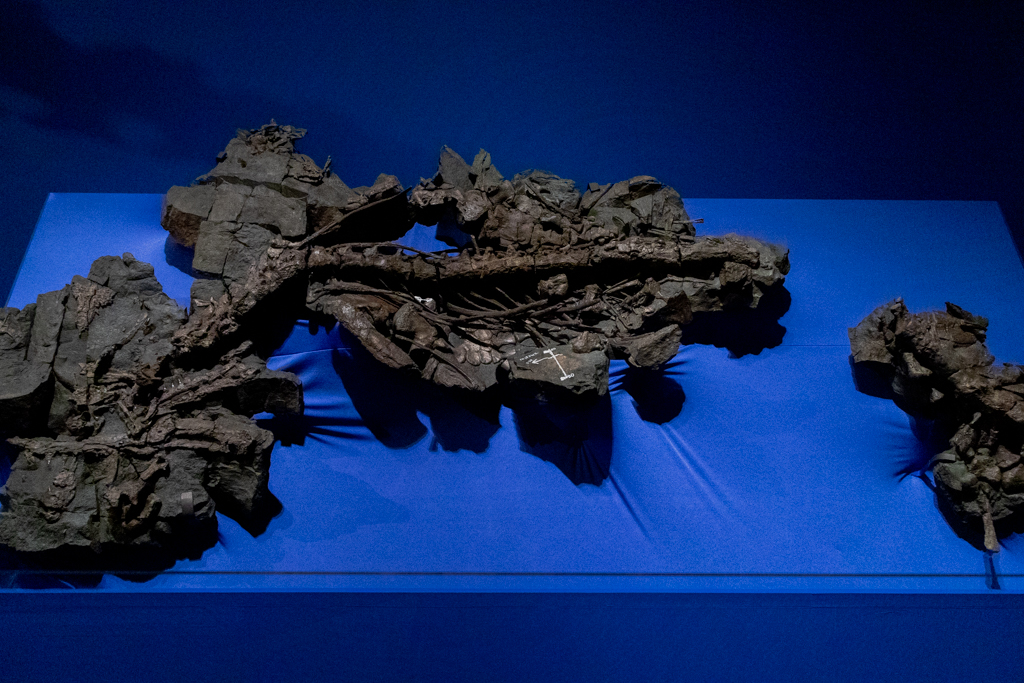 国立科学博物館 特別展『恐竜博 2019』
