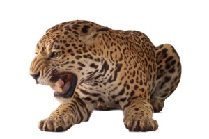 ジャガー