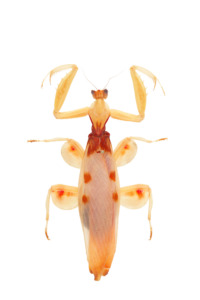 ハナカマキリ