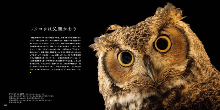 National Geographic Photo Ark Wonders: Celebrating Diversity in the Animal Kingdom｜PHOTO ARK 生命の賛歌 絶滅から動物を守る撮影プロジェクト