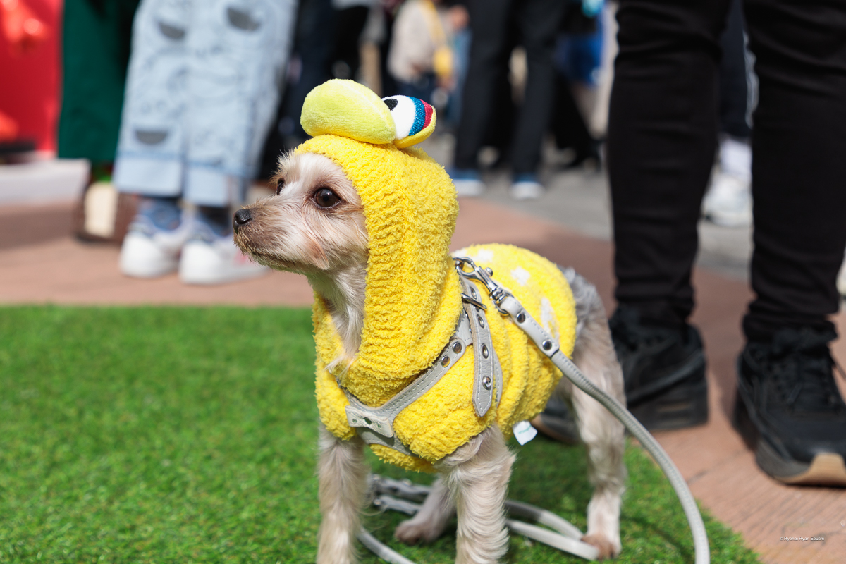 Sesame Street Market Fes｜セサミストリートマーケットフェス