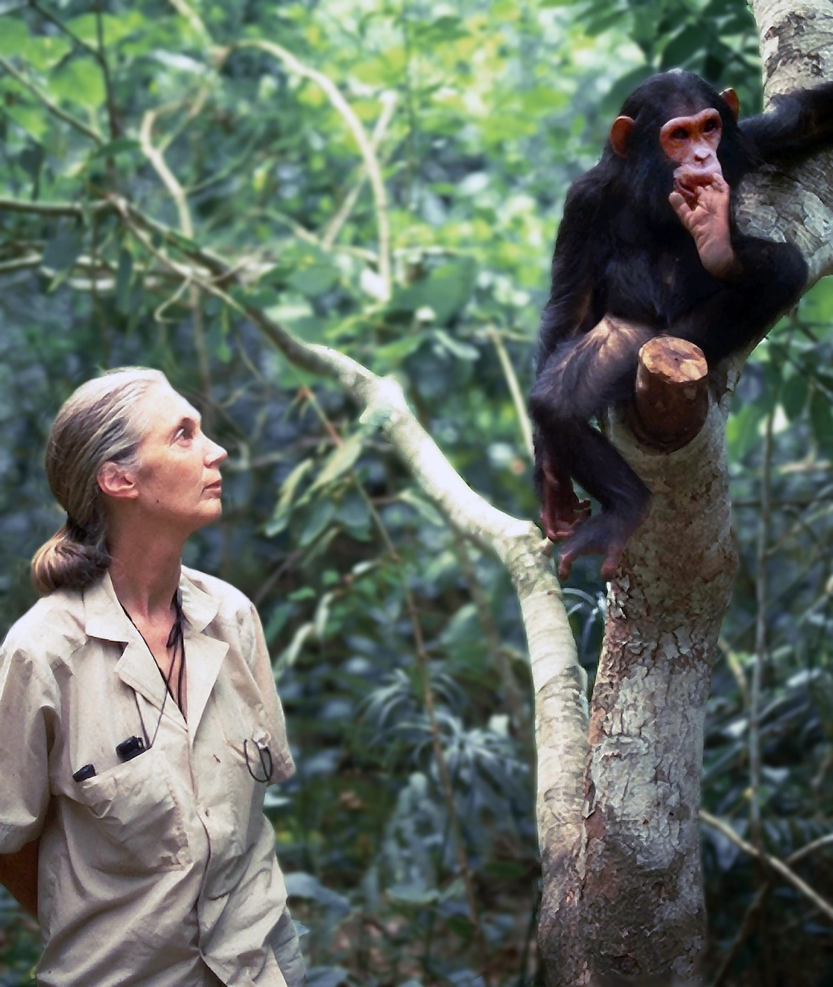 Dr. Jane Goodall, DBE｜ジェーン・グドール